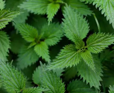 Organic nettle leaf - free testosterone reduction hormonal balance ingredient PCOS herbal tea Baia Wellness