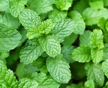 Organic spearmint - testosterone reduction androgen balance ingredient PCOS herbal tea Baia Wellness