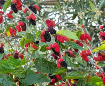 Organic mulberry leaf - blood sugar regulation anti-inflammatory ingredient PCOS herbal tea Baia Wellness